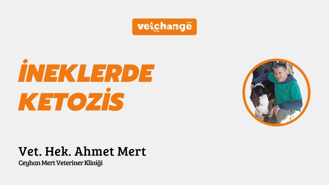 İneklerde Ketozis-Vet. Hek. Ahmet Mert